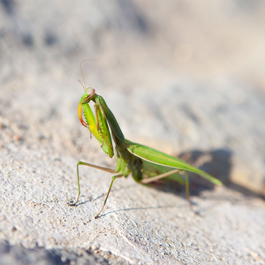 IRENA_JURCA_THE-POWER-OF-WALKINK-AWAY_3